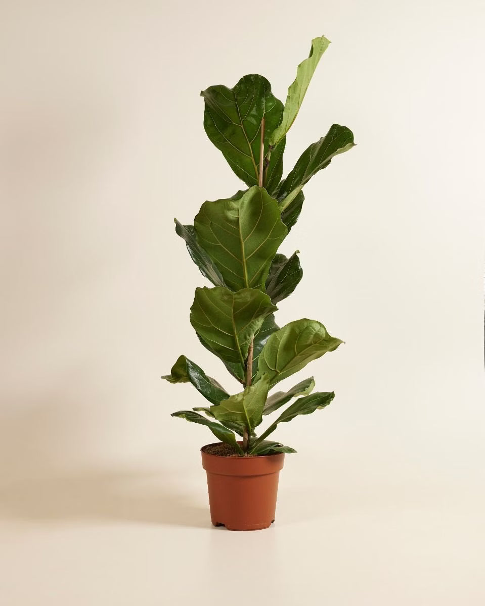Ficus Lyrata-Fig - THE GARDEN CENTRE
