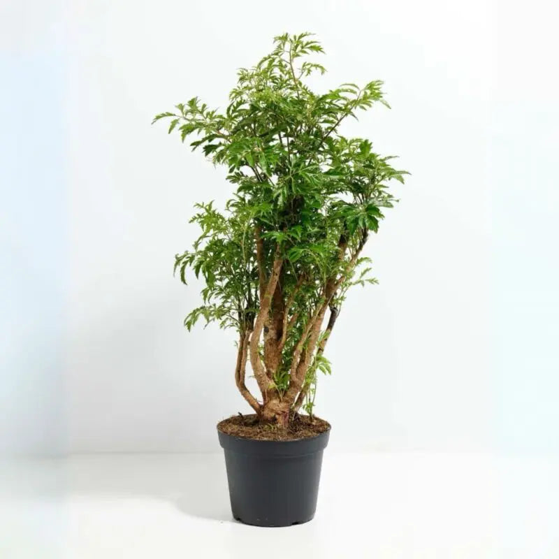 Polyscias Variegated 20cm - THE GARDEN CENTRE