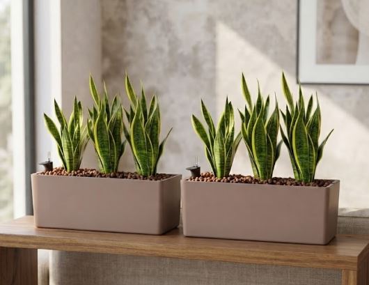 Rimini with Long Lasting Plant