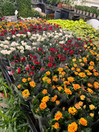 Rose Plant assorted colors - THE GARDEN CENTRE