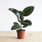 Rubber Plant - THE GARDEN CENTRE