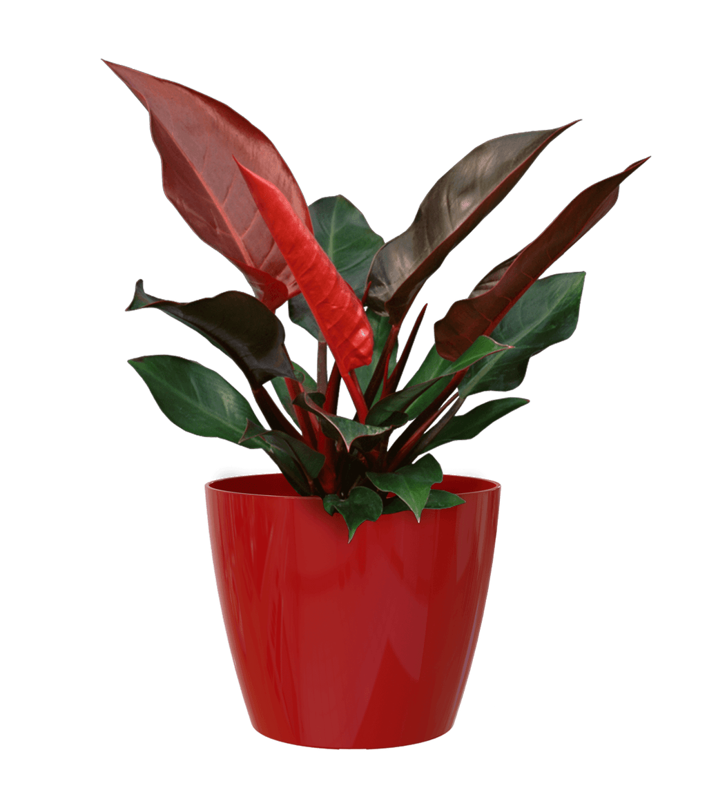 San remo planter - THE GARDEN CENTRE