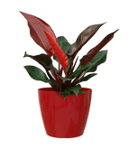 San remo planter - THE GARDEN CENTRE
