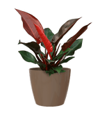 San remo planter - THE GARDEN CENTRE