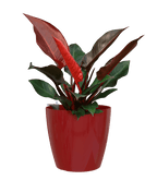 San remo planter - THE GARDEN CENTRE