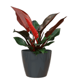 San remo planter - THE GARDEN CENTRE