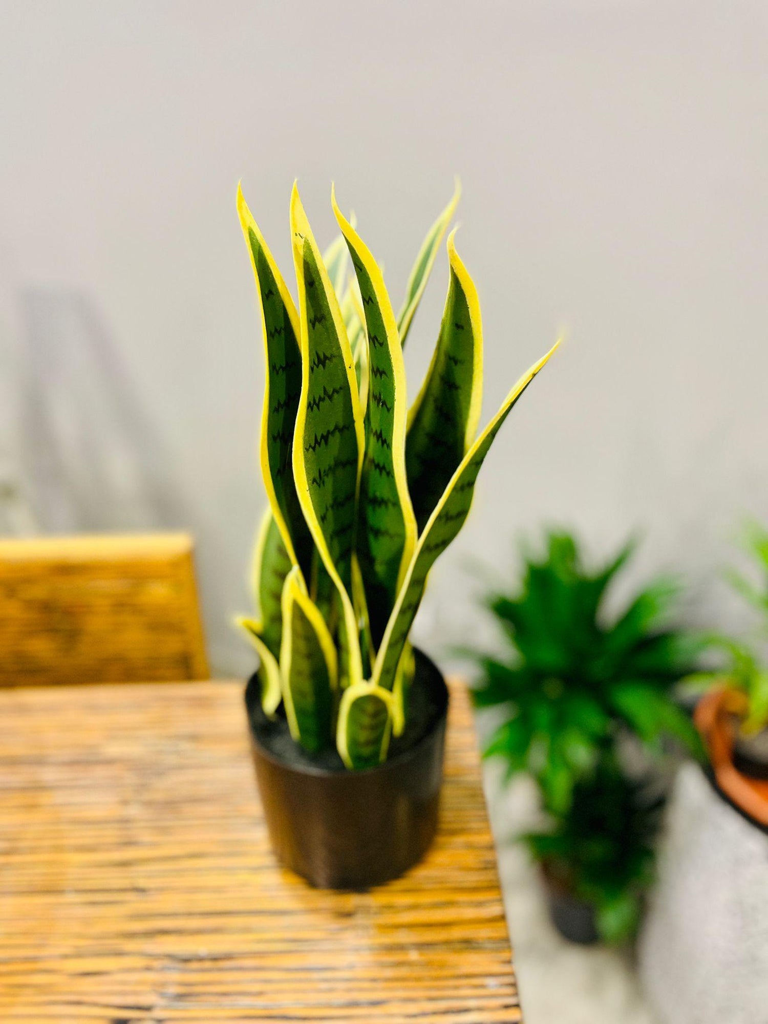 Sanseveria Snake Plant artificial - THE GARDEN CENTRE