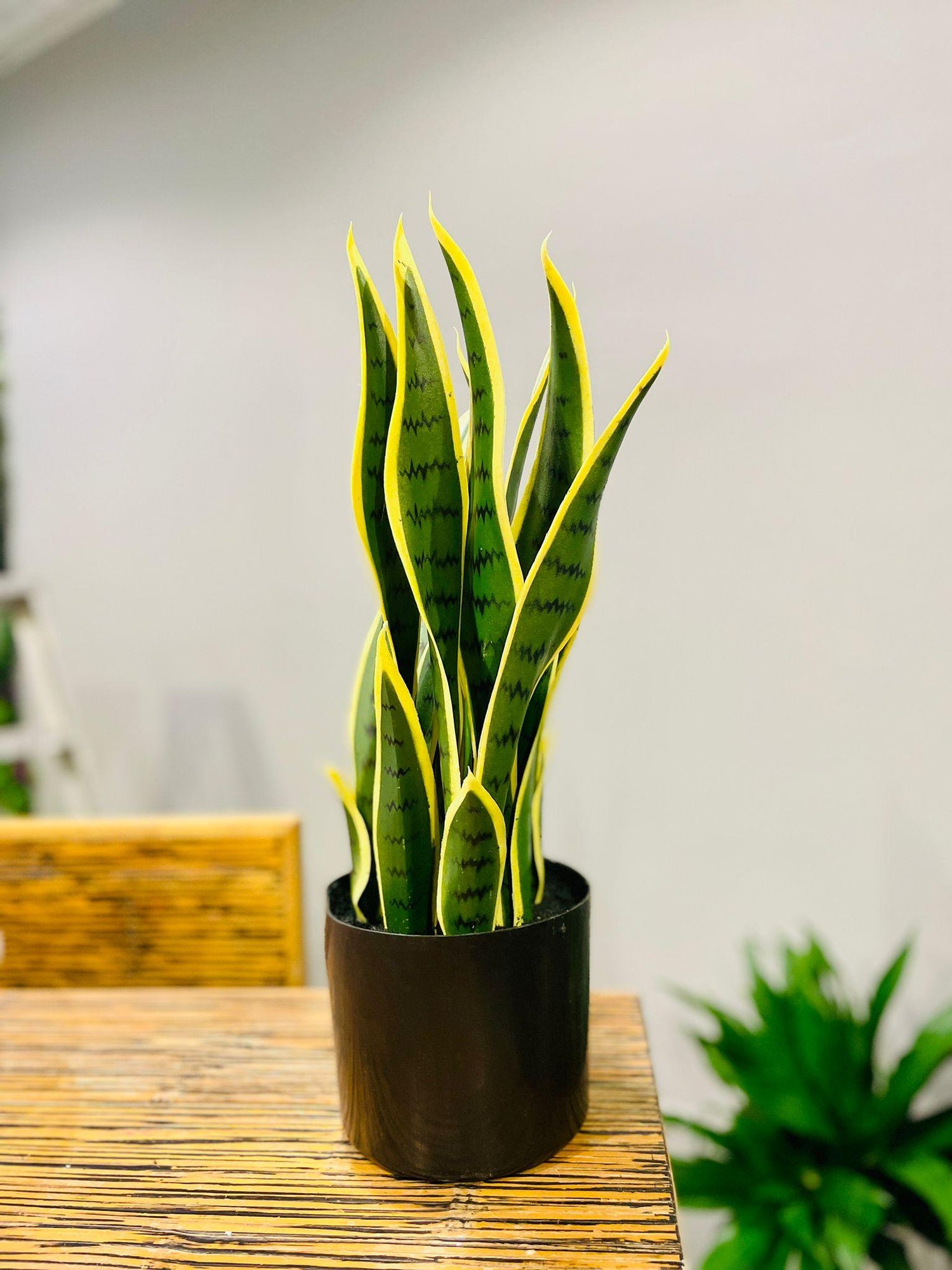 Sanseveria Snake Plant artificial - THE GARDEN CENTRE