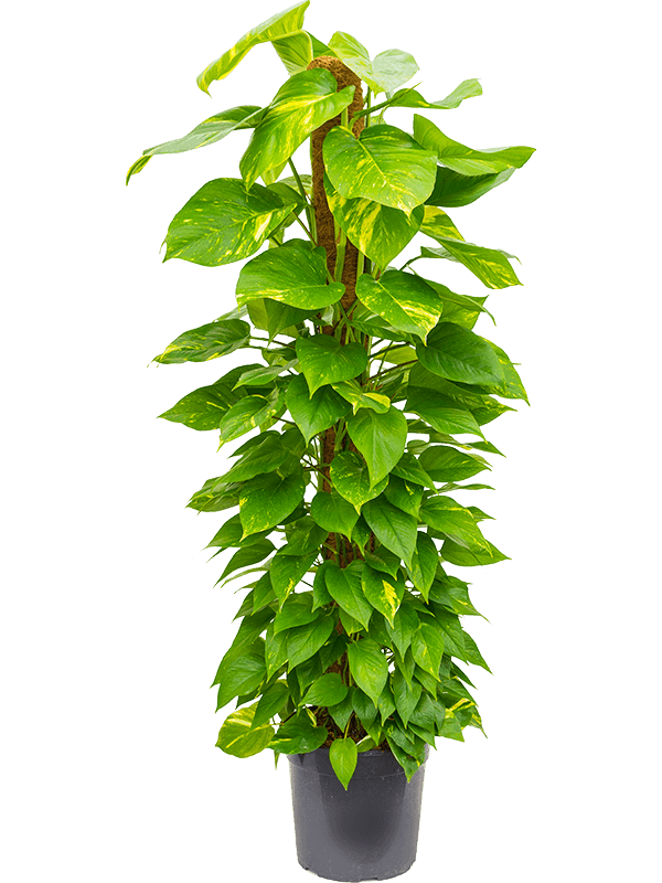 Scindapsus Moss Stick Plant - THE GARDEN CENTRE