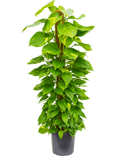 Scindapsus Moss Stick Plant - THE GARDEN CENTRE