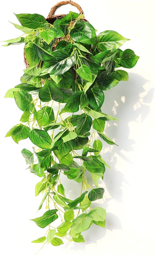 Money Plant (Scindapsus , Pothos) - THE GARDEN CENTRE