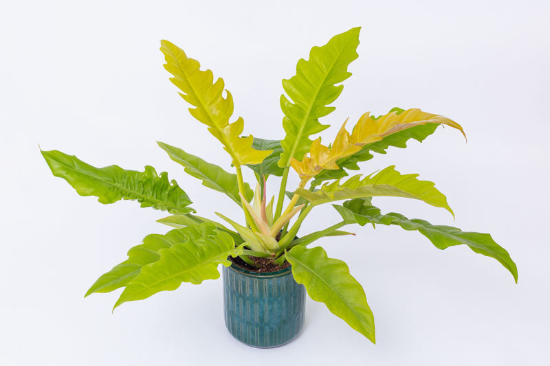 Philodendron - THE GARDEN CENTRE
