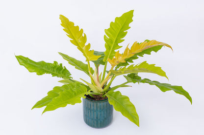Philodendron - THE GARDEN CENTRE