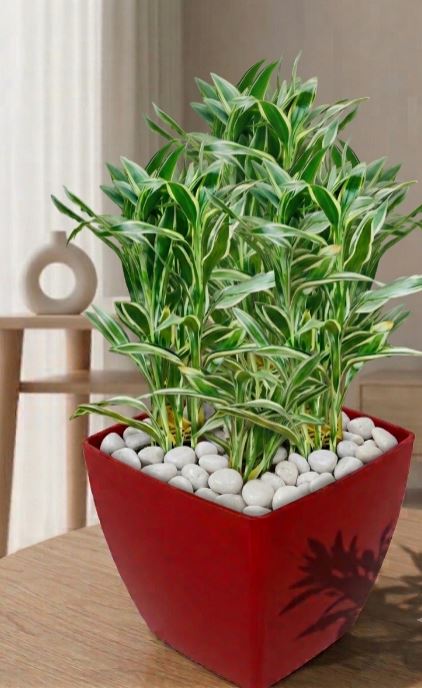 Sanderiana  Arrangements - THE GARDEN CENTRE