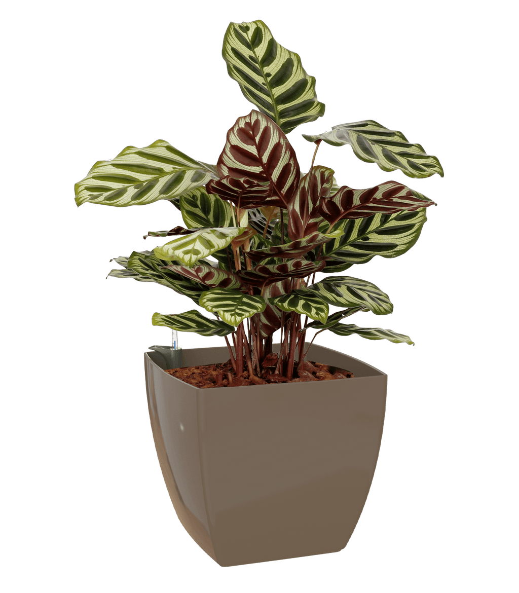 Sienna Square Pot - THE GARDEN CENTRE