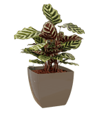 Sienna Square Pot - THE GARDEN CENTRE