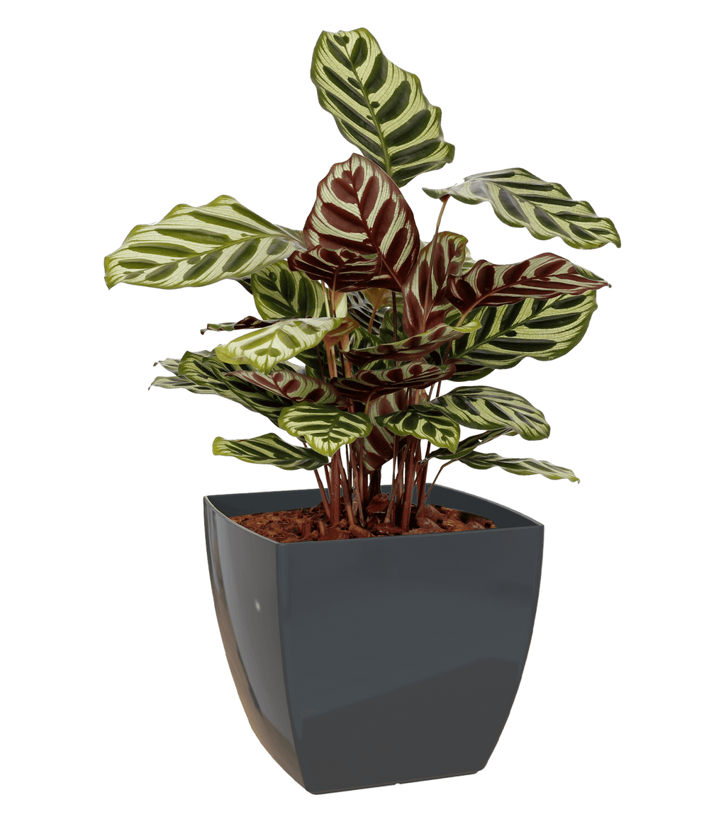 Sienna Square Pot - THE GARDEN CENTRE