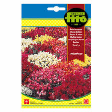 Fito Snapdragon Dwarf