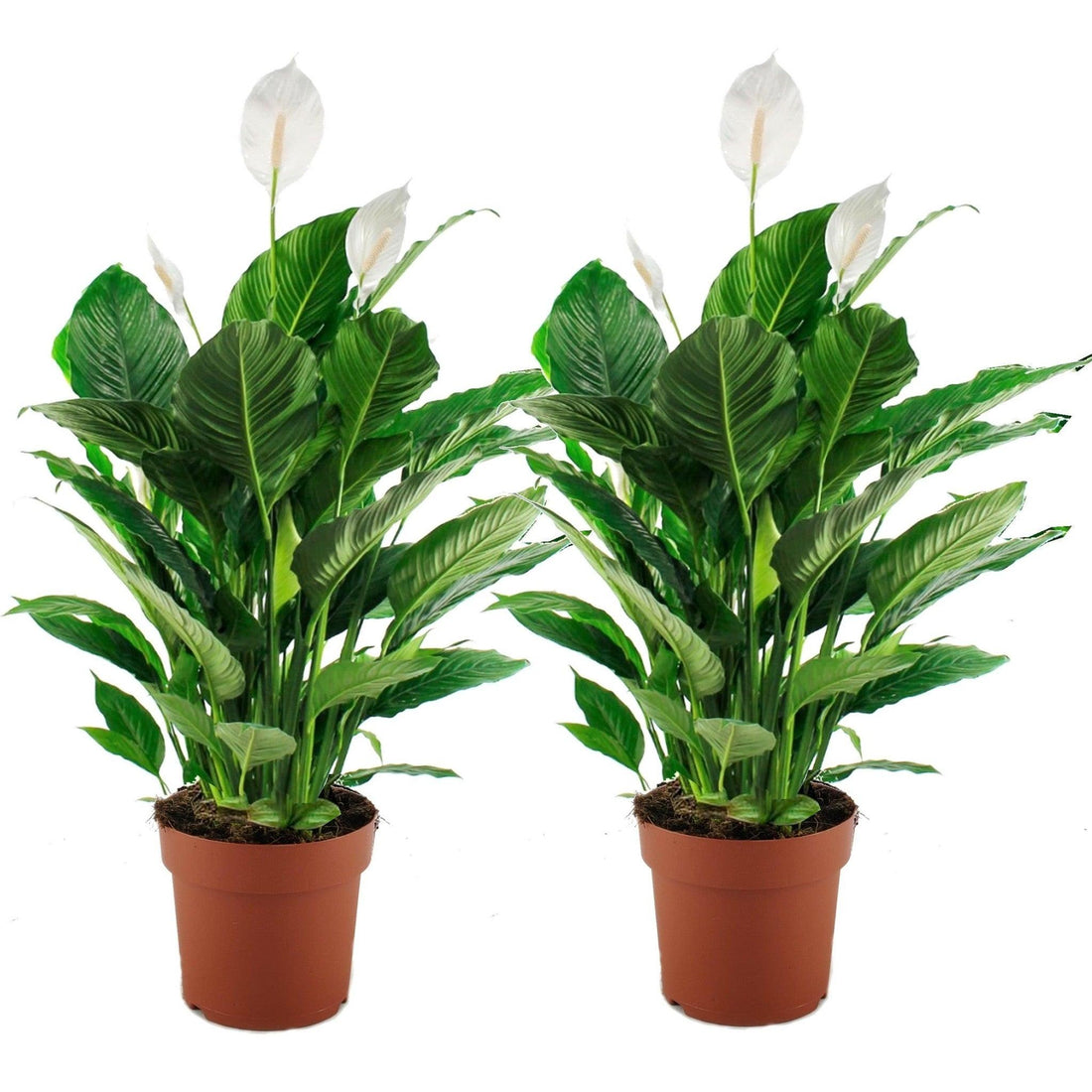 Spathiphyllum ( Peace Lilly ) Plant - THE GARDEN CENTRE