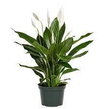 Spathiphyllum ( Peace Lilly ) Plant - THE GARDEN CENTRE