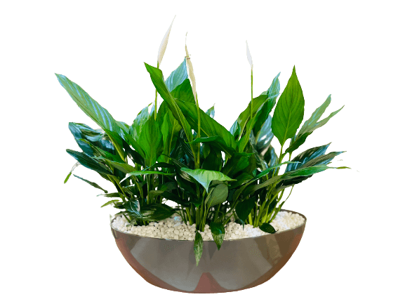 Special Bahia Oval Arrangement with Peace Lilly Plants - THE GARDEN CENTRE