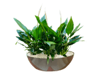 Special Bahia Oval Arrangement with Peace Lilly Plants - THE GARDEN CENTRE