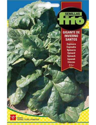 Fito Spinach