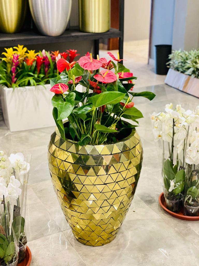 Stainless Steel Gold pot with Anthurium Plants - THE GARDEN CENTRE