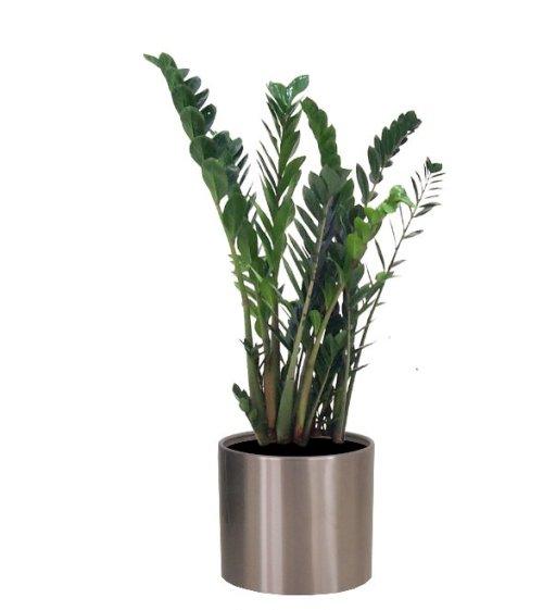 Stainless Steel Round Planter with Zamioculcas Plant - THE GARDEN CENTRE