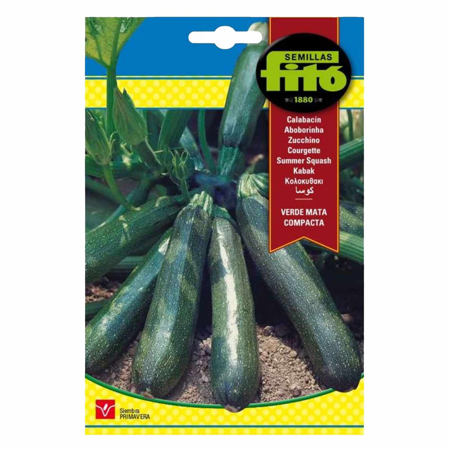 Fito Summer Squash