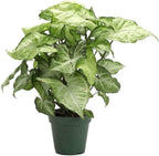 Syngonium 20-30cm plant - THE GARDEN CENTRE