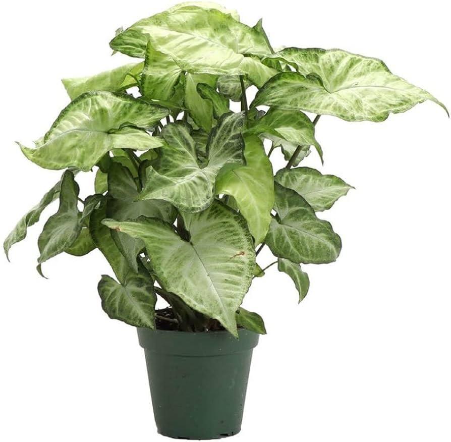 Syngonium 20-30cm plant - THE GARDEN CENTRE