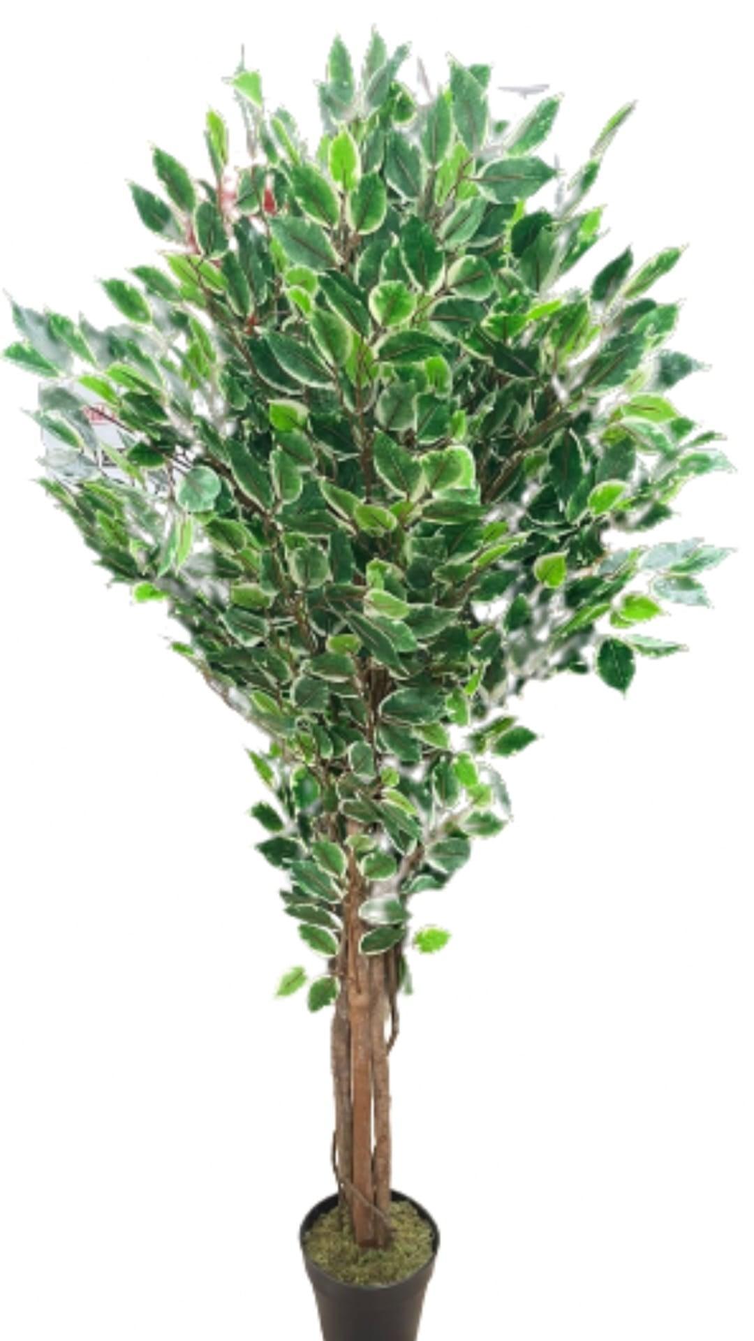 Wood Trunk Variegated Ficus Tree - THE GARDEN CENTRE