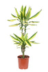 Draceana Yellow Coast 75cm - THE GARDEN CENTRE