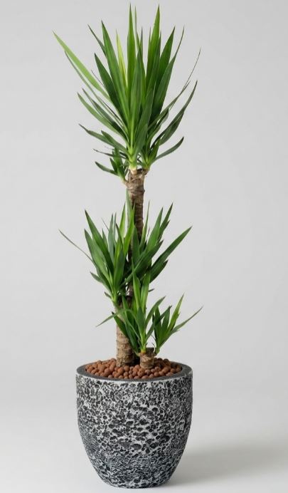 Rustico with Yucca Arrangement - THE GARDEN CENTRE