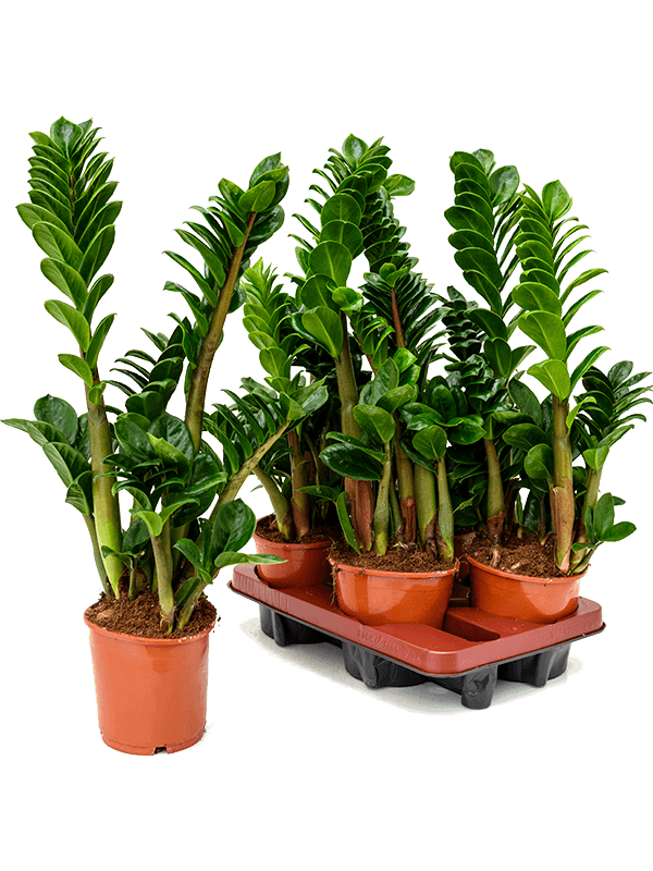 Zamioculcas Zamiifolia Plant - THE GARDEN CENTRE