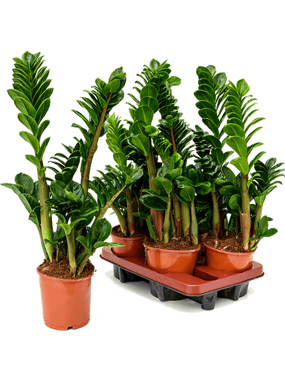 Zamioculcas Zamiifolia Plant - THE GARDEN CENTRE