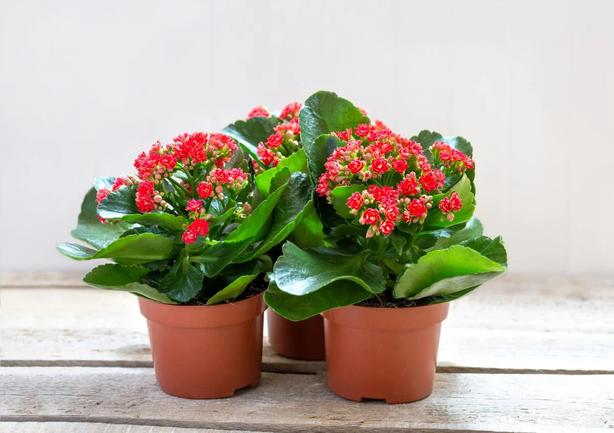 Kalanchoe small - THE GARDEN CENTRE